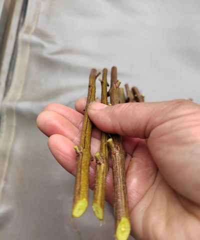 小众送妈妈的花有哪些花