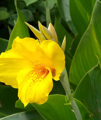 小众送妈妈的花有哪些花