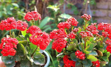 小众送妈妈的花有哪些花