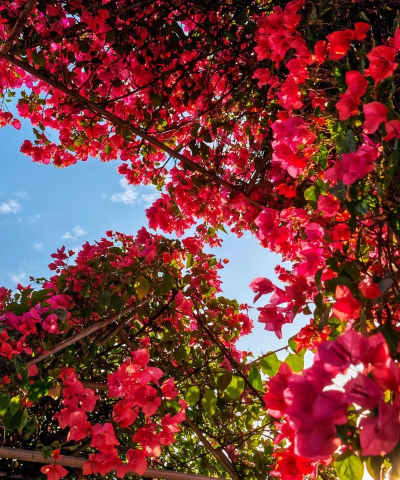 小众送妈妈的花有哪些花