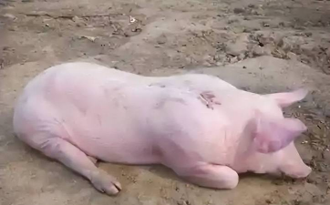 小猪身子发抖是什么 小猪身子发抖是什么