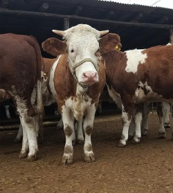 小众送妈妈的花有哪些花