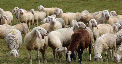 蒙古羊是什么品种