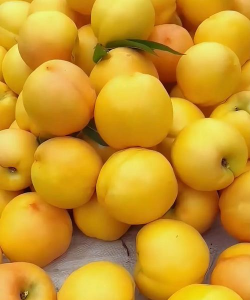 黄金油桃的特点