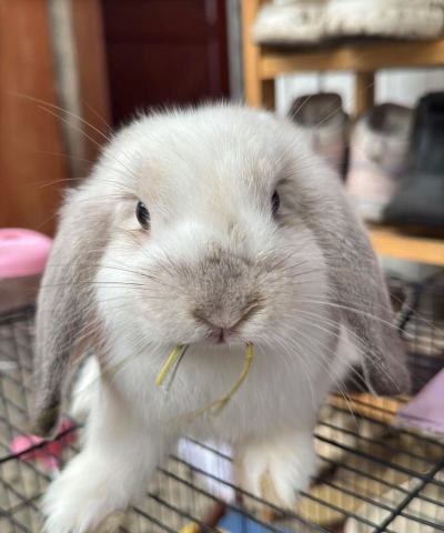 小众送妈妈的花有哪些花