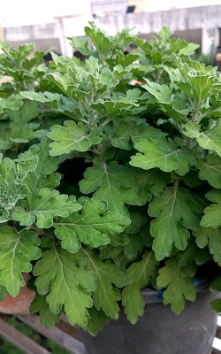 小众送妈妈的花有哪些花