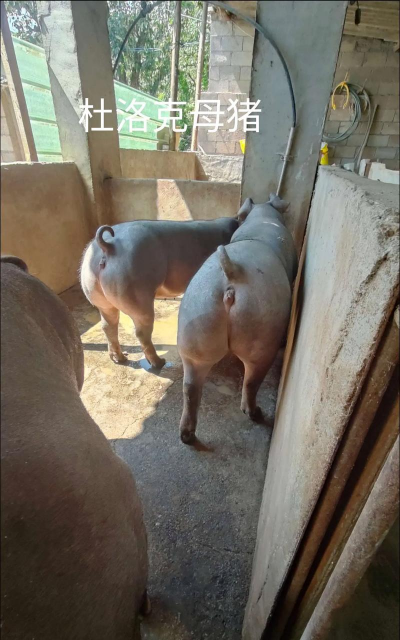 做母猪什么品种最好