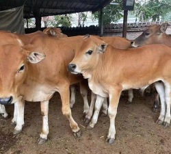 小众送妈妈的花有哪些花