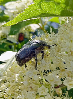 小众送妈妈的花有哪些花