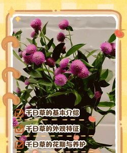 小众送妈妈的花有哪些花