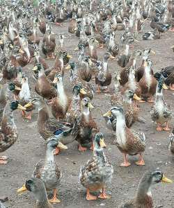 小众送妈妈的花有哪些花