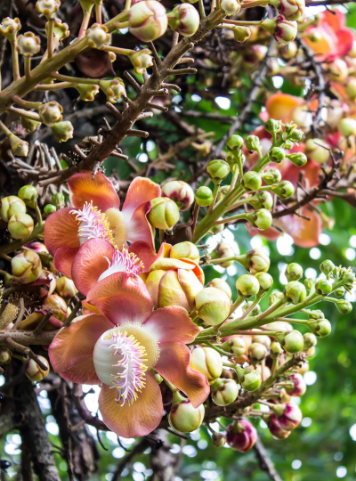 小众送妈妈的花有哪些花