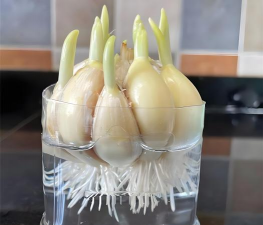 小众送妈妈的花有哪些花