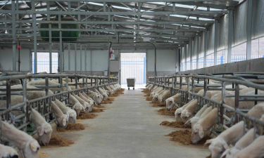 小众送妈妈的花有哪些花