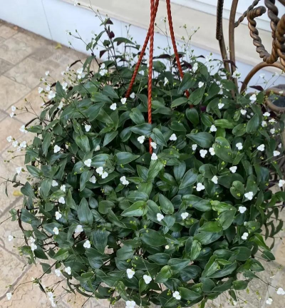 小众送妈妈的花有哪些花