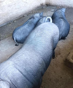 小众送妈妈的花有哪些花