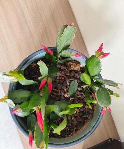 小众送妈妈的花有哪些花