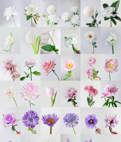 小众送妈妈的花有哪些花