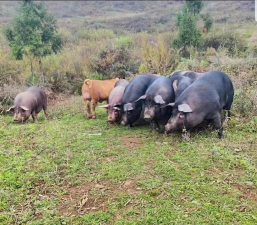 小众送妈妈的花有哪些花