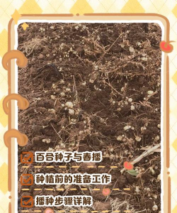 小众送妈妈的花有哪些花