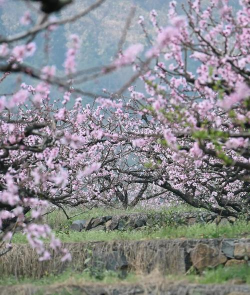 小众送妈妈的花有哪些花