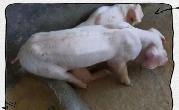 小众送妈妈的花有哪些花