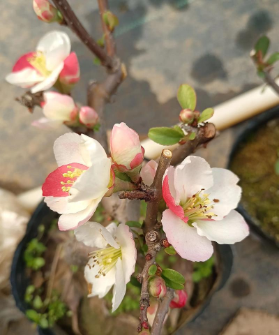 小众送妈妈的花有哪些花