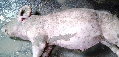 小众送妈妈的花有哪些花