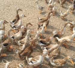 小众送妈妈的花有哪些花