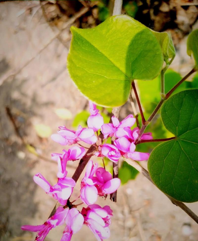 小众送妈妈的花有哪些花