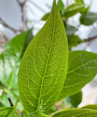 小众送妈妈的花有哪些花
