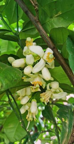 小众送妈妈的花有哪些花