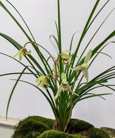 小众送妈妈的花有哪些花