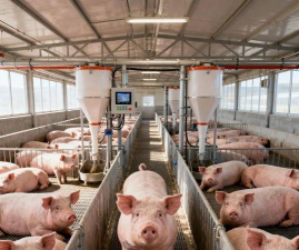 小众送妈妈的花有哪些花