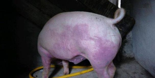 小众送妈妈的花有哪些花