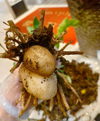 小众送妈妈的花有哪些花