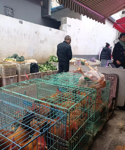 小众送妈妈的花有哪些花