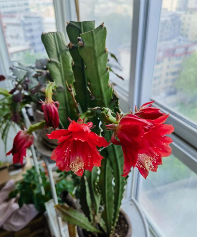 小众送妈妈的花有哪些花