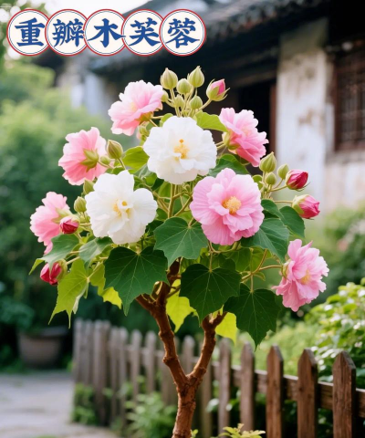 小众送妈妈的花有哪些花