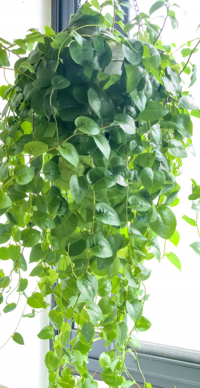 小众送妈妈的花有哪些花