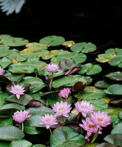 睡莲睡莲长什么样