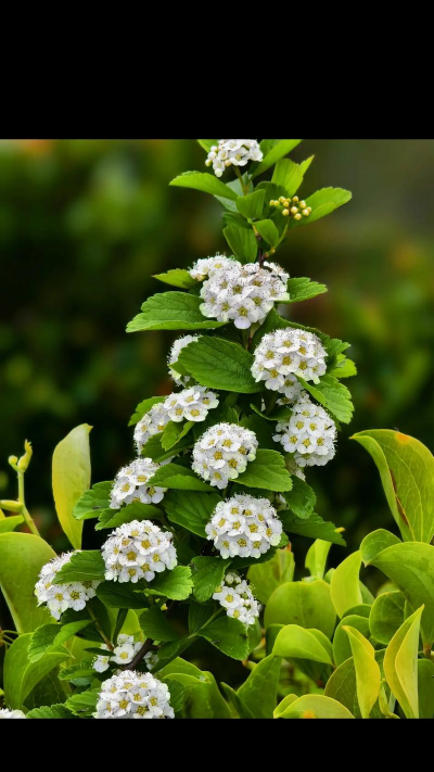 小众送妈妈的花有哪些花