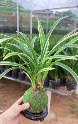 小众送妈妈的花有哪些花