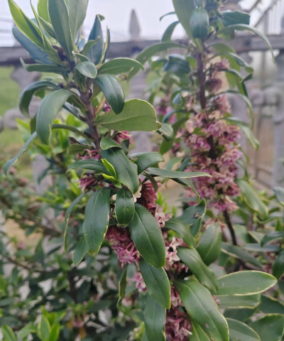 小众送妈妈的花有哪些花