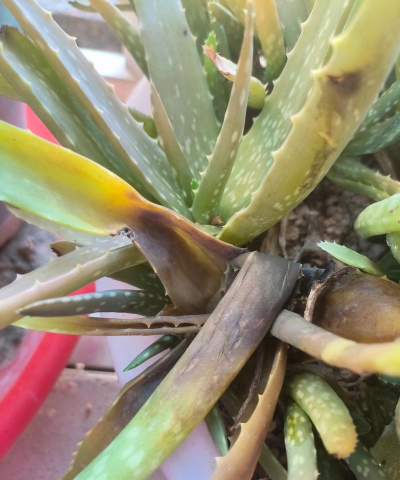 小众送妈妈的花有哪些花