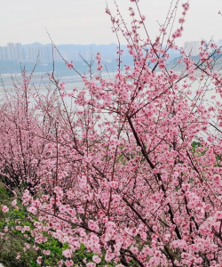 小众送妈妈的花有哪些花