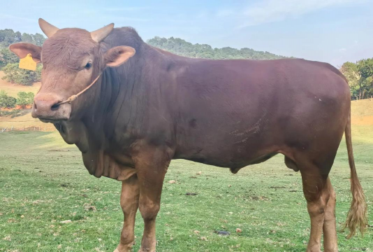 小众送妈妈的花有哪些花