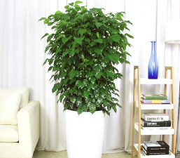 小众送妈妈的花有哪些花