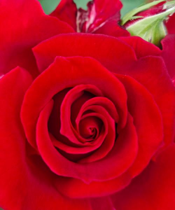 小众送妈妈的花有哪些花