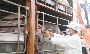 小众送妈妈的花有哪些花